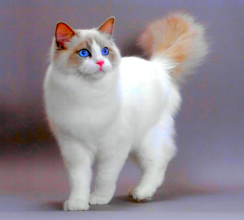white cat with blue eyes