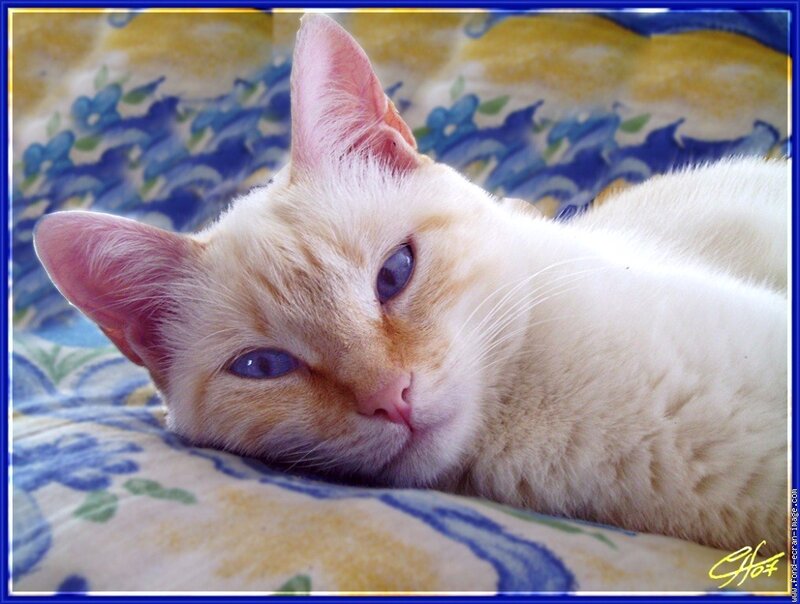 white cat with blue eyes