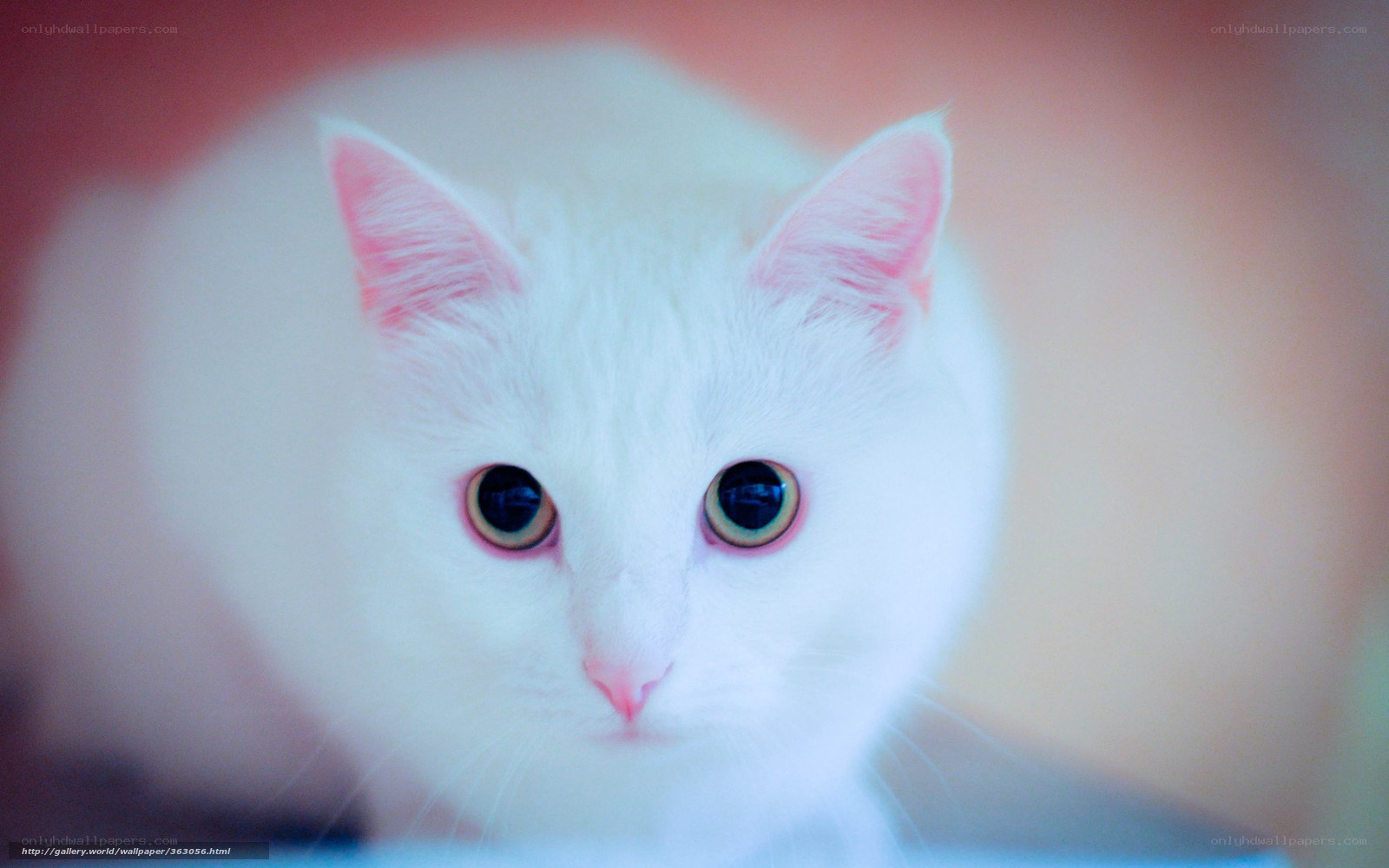 white cat with blue eyes