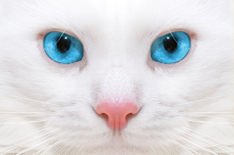 white cat with blue eyes