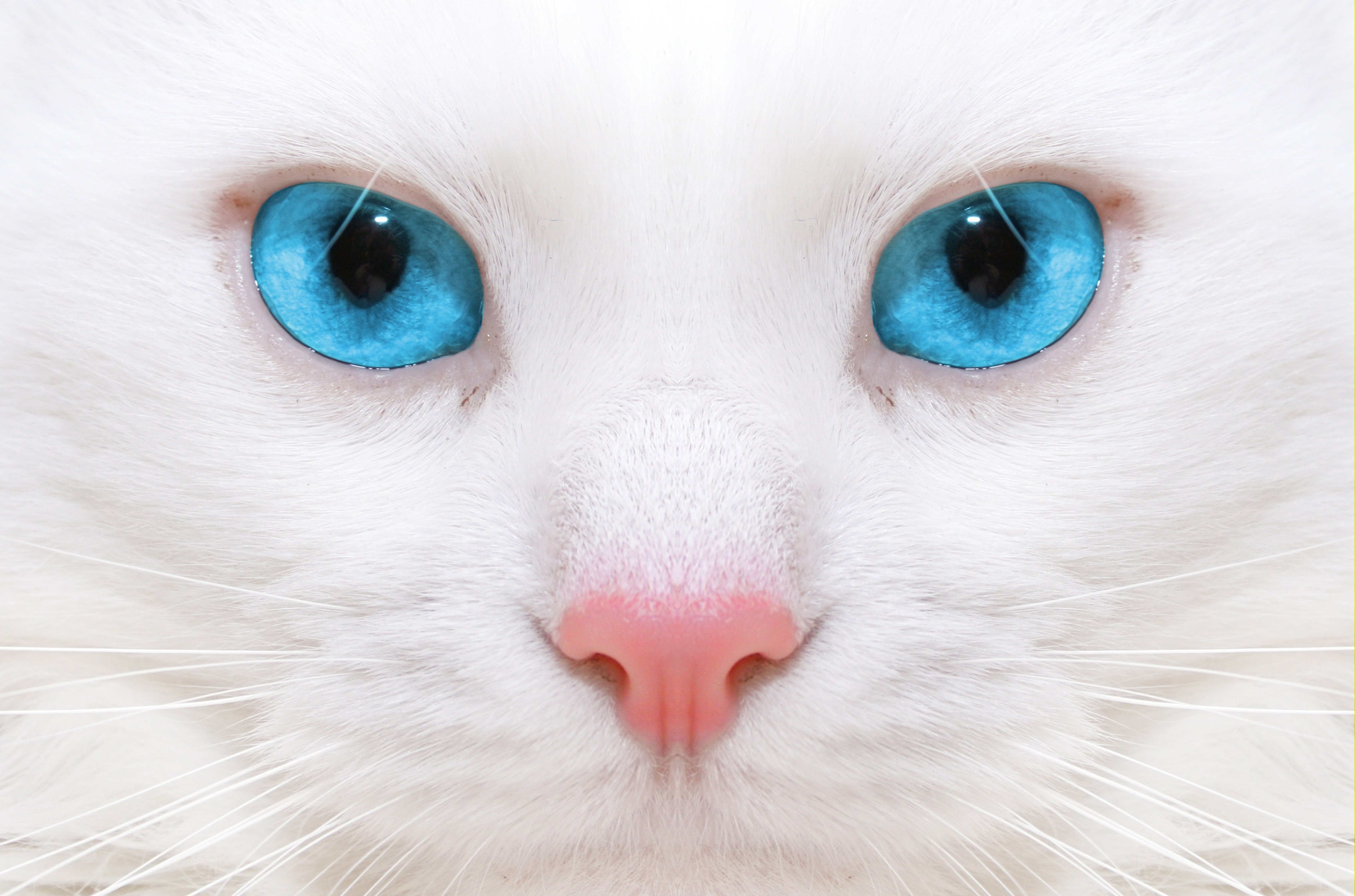 white cat with blue eyes