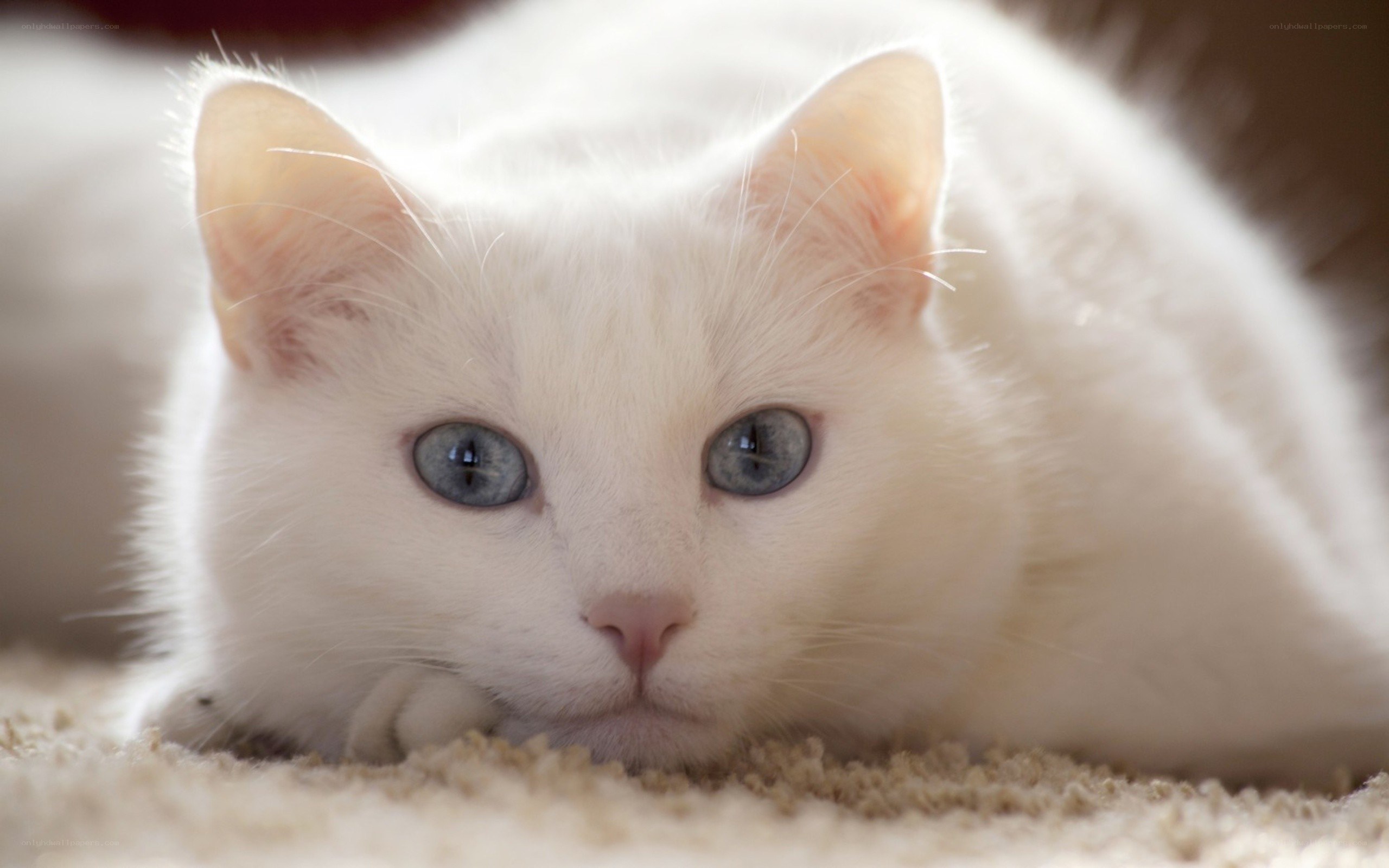 white cat with blue eyes