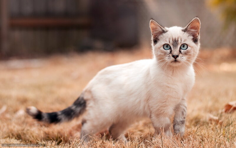 white cat with blue eyes