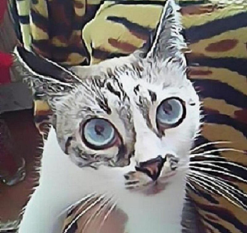 White Cat with Blue Eyes — Alert