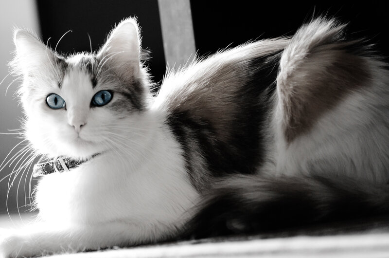 White Cat with Blue Eyes — Black