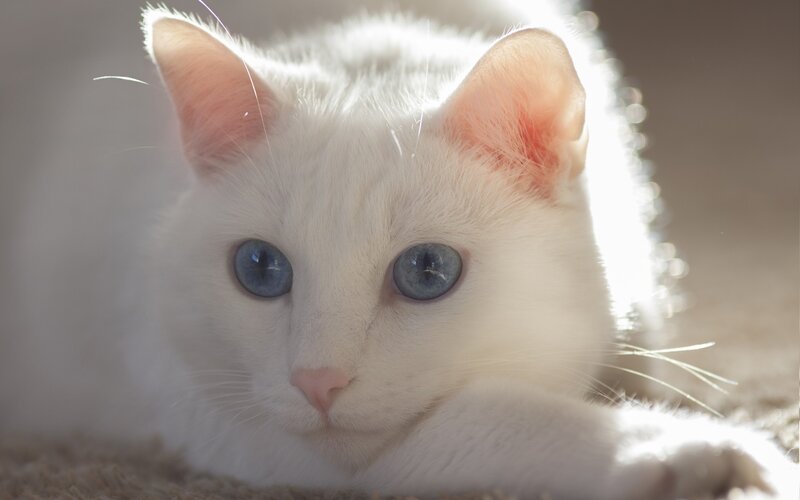 White Cat with Blue Eyes — Calm, Afternoon, Photograph, Carpet
