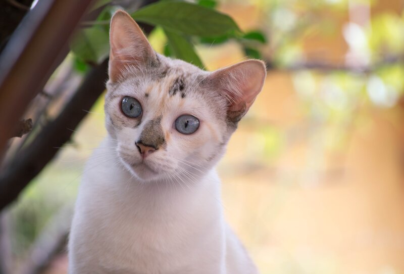 White Cat with Blue Eyes — Calm, Afternoon, Photograph, Leaves