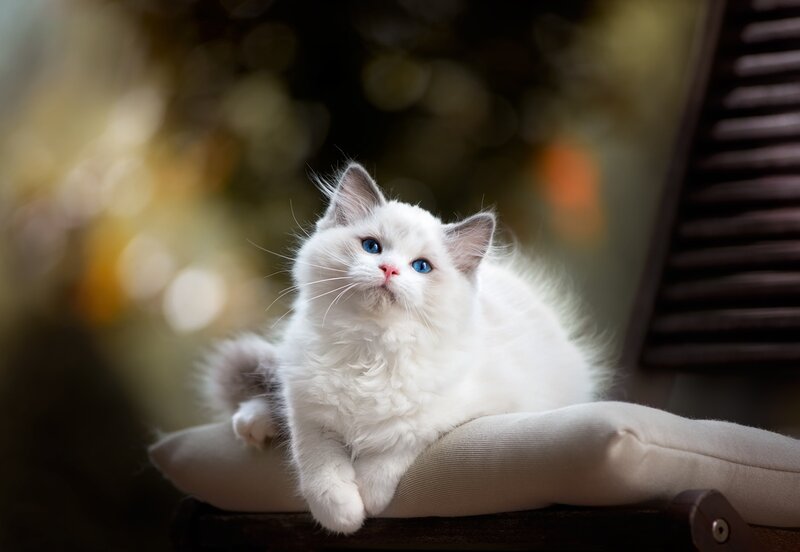 White Cat with Blue Eyes — Calm, Afternoon, Photograph, Pillow
