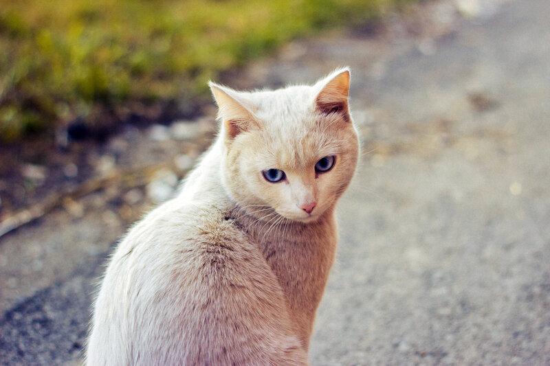 White Cat with Blue Eyes — Calm, Afternoon