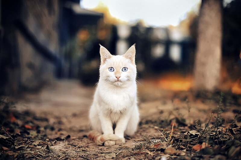 White Cat with Blue Eyes — Calm, Autumn
