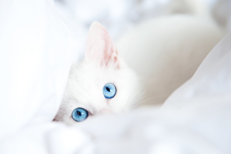 White Cat with Blue Eyes — Calm, Blanket