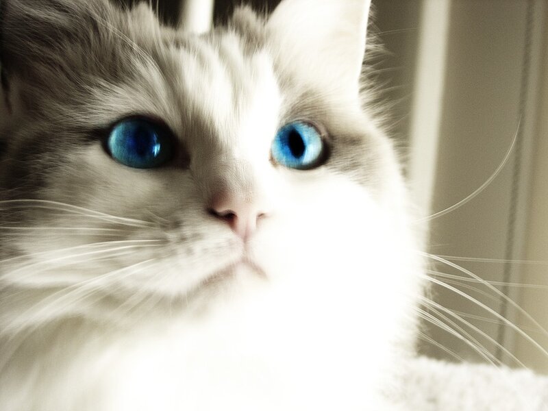 White Cat with Blue Eyes — Calm, Morning