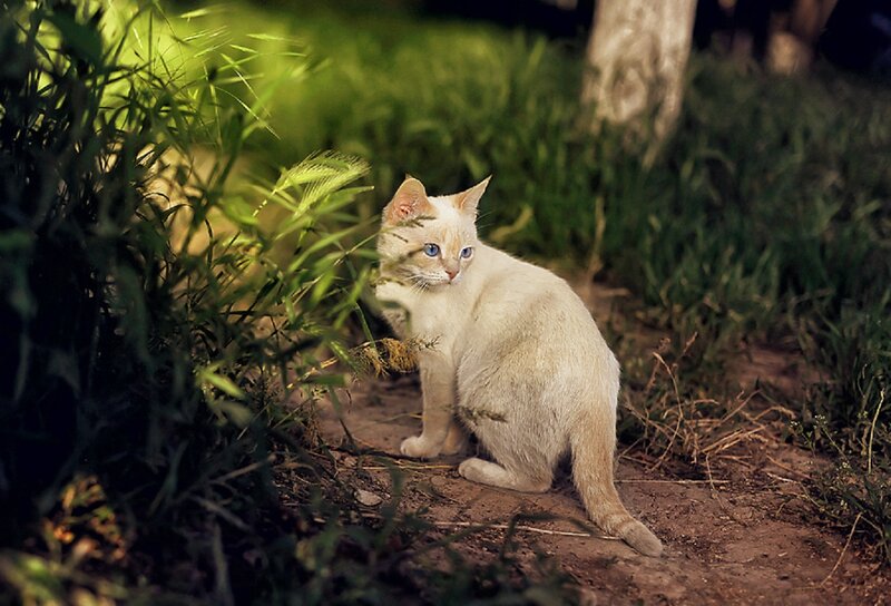 White Cat with Blue Eyes — Calm, Night