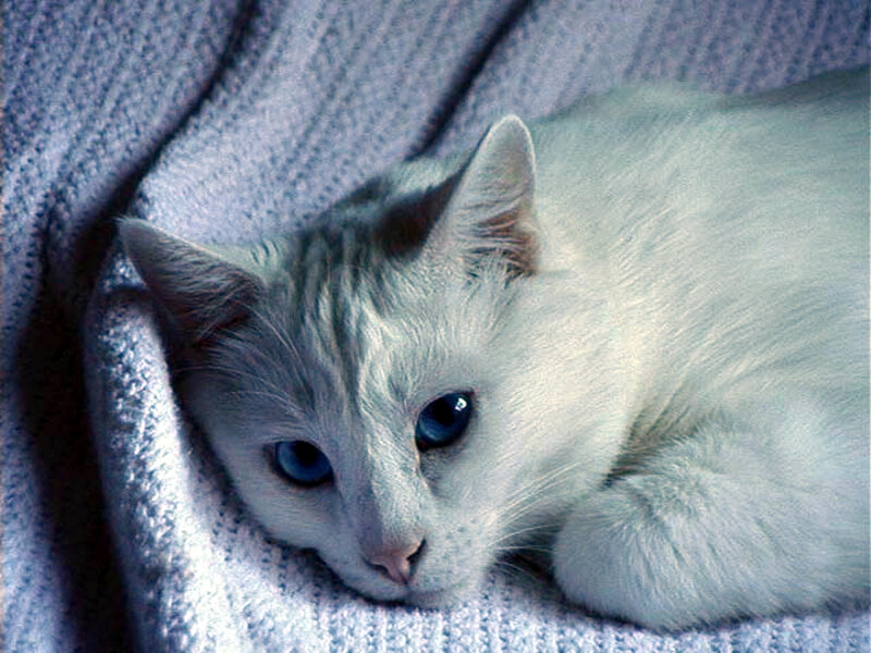 White Cat with Blue Eyes — Calm, Photograph, Blanket