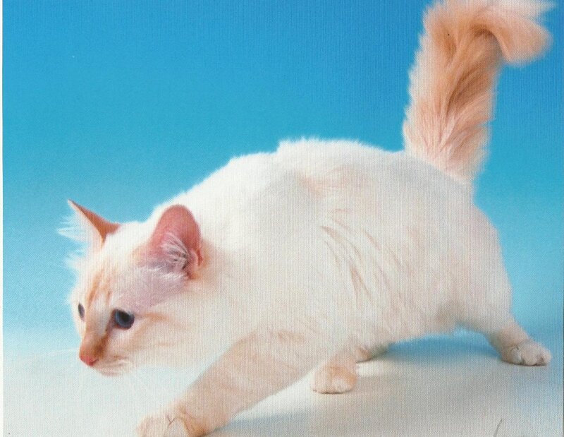 White Cat with Blue Eyes — Calm, Photograph, Blue Background