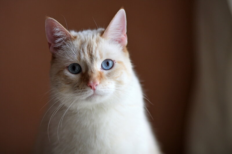White Cat with Blue Eyes — Calm, Photograph, Blue Eyes