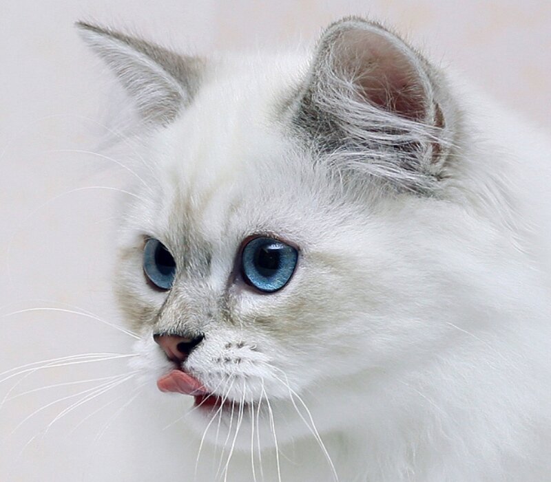 White Cat with Blue Eyes — Calm, Photograph, Blue Eyes, Tongue