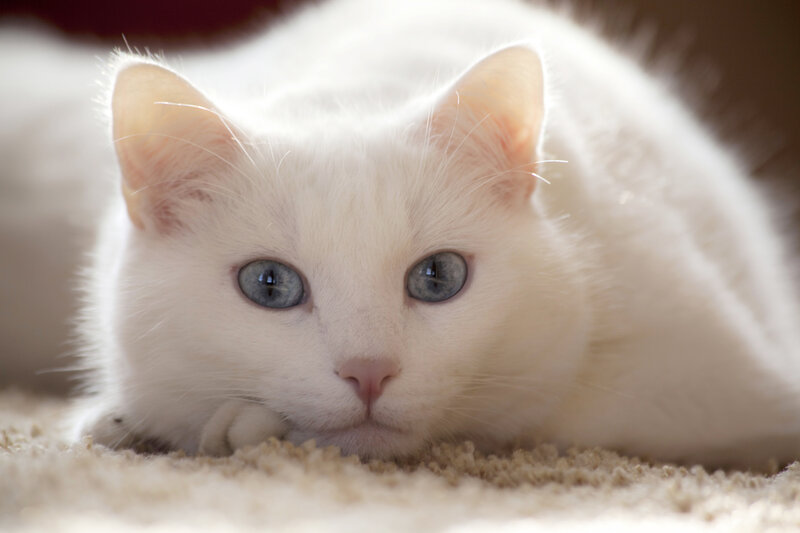 White Cat with Blue Eyes — Calm, Photograph, Carpet