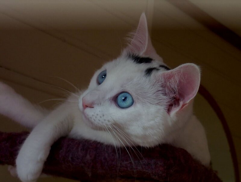 White Cat with Blue Eyes — Calm, Photograph, Cat Tree
