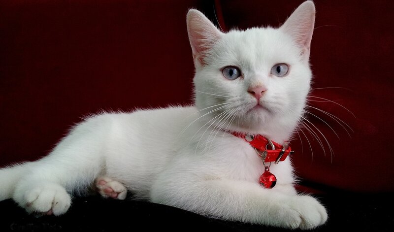 White Cat with Blue Eyes — Calm, Photograph, Collar