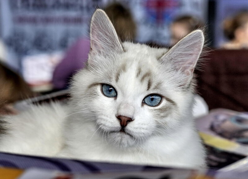 White Cat with Blue Eyes — Calm, Photograph, Ears, Background