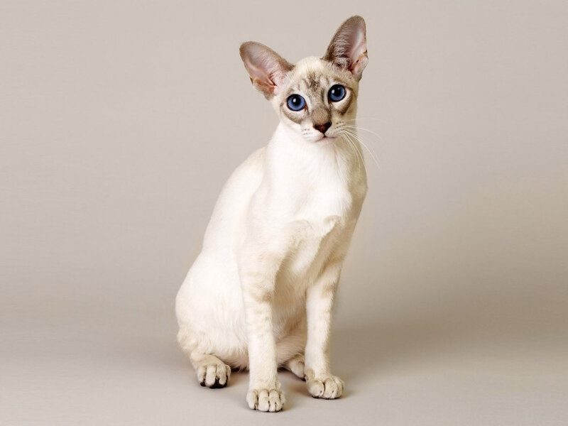 White Cat with Blue Eyes — Calm, Photograph, Ears, Whiskers, Paws