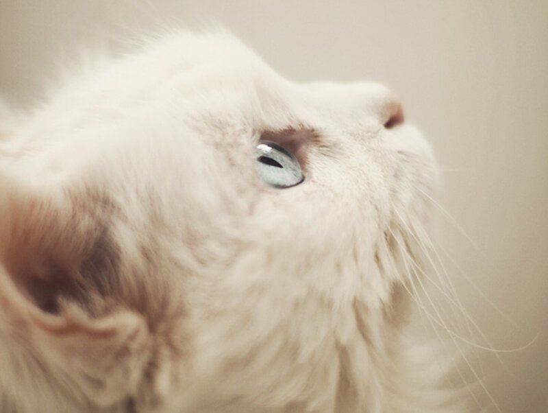 White Cat with Blue Eyes — Calm, Photograph, Eye