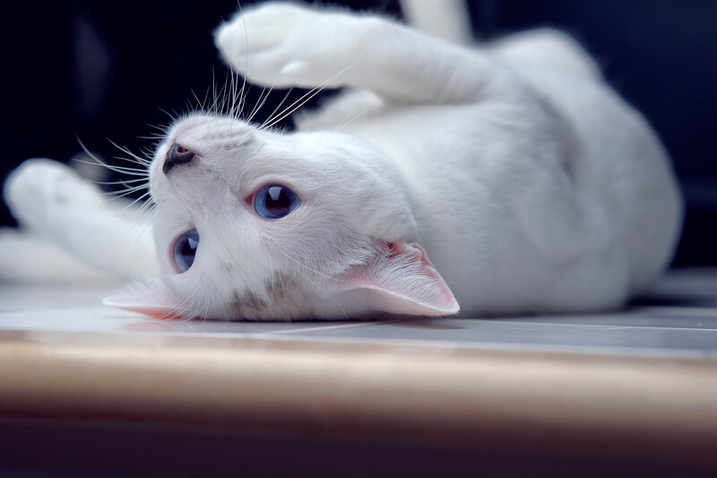 White Cat with Blue Eyes — Calm, Photograph, Floor