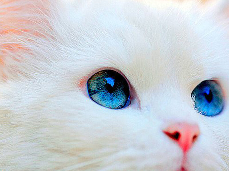 White Cat with Blue Eyes — Calm, Photograph, Nose, Fur