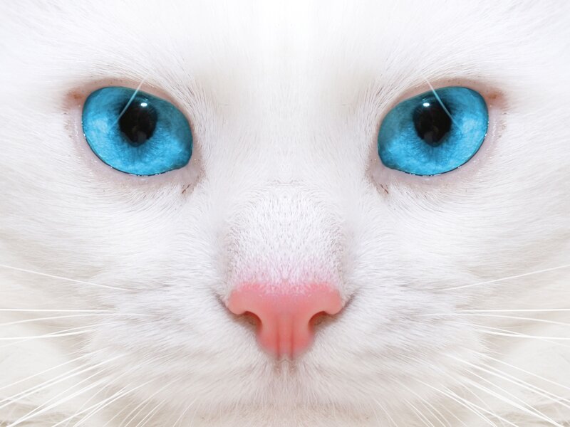 White Cat with Blue Eyes — Calm, Photograph, Nose, Whiskers