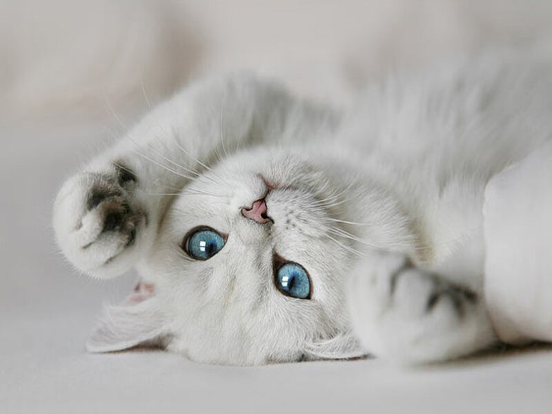 White Cat with Blue Eyes — Calm, Photograph, Paws
