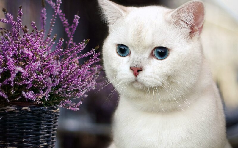 White Cat with Blue Eyes — Calm, Photograph, Purple Flowers