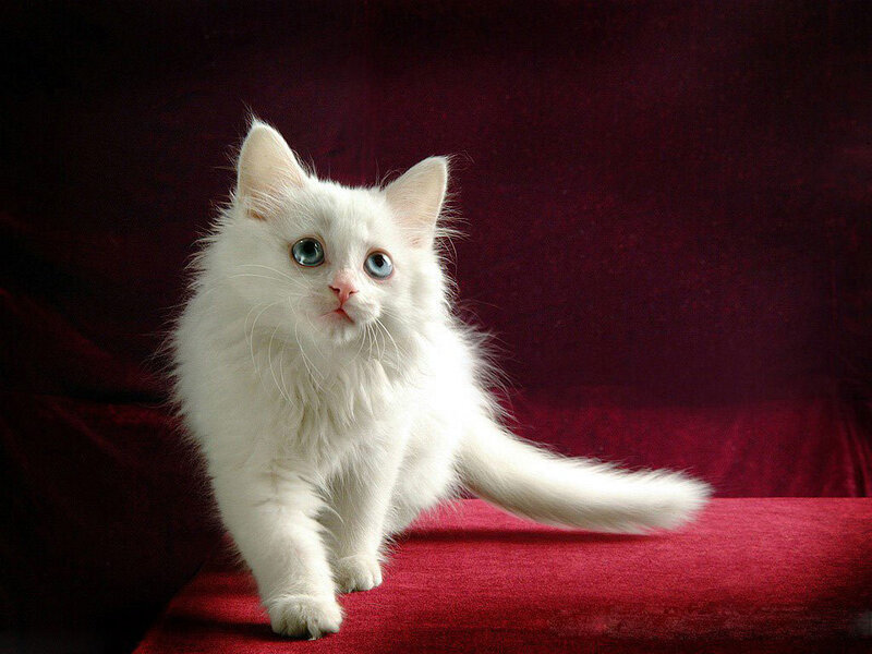 White Cat with Blue Eyes — Calm, Photograph, Red Fabric, Red