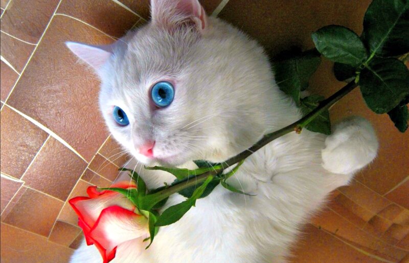 White Cat with Blue Eyes — Calm, Photograph, Rose
