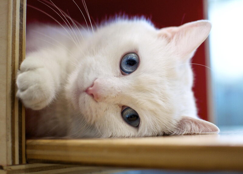 White Cat with Blue Eyes — Calm, Photograph, Shelf