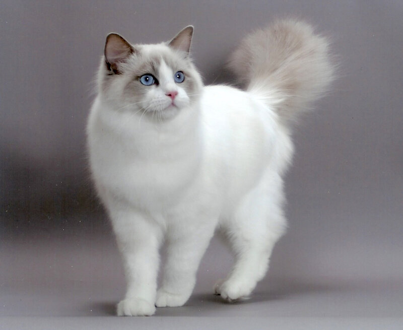 White Cat with Blue Eyes — Calm, Photograph, Tail