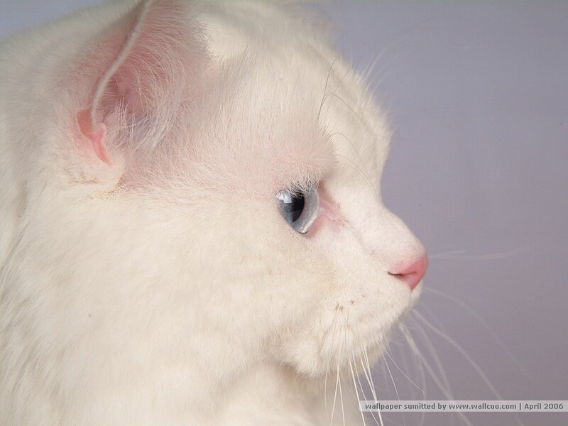 White Cat with Blue Eyes — Calm, Photograph