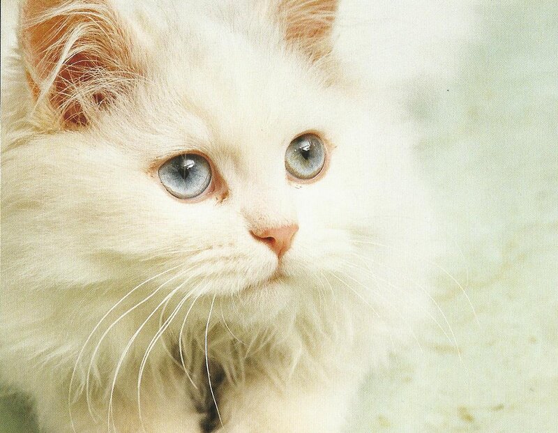 White Cat with Blue Eyes — Calm, Photograph, Whiskers, Ears