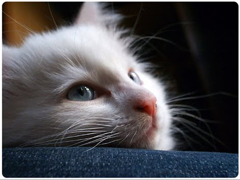 White Cat with Blue Eyes — Calm, Photograph, Whiskers, Fabric