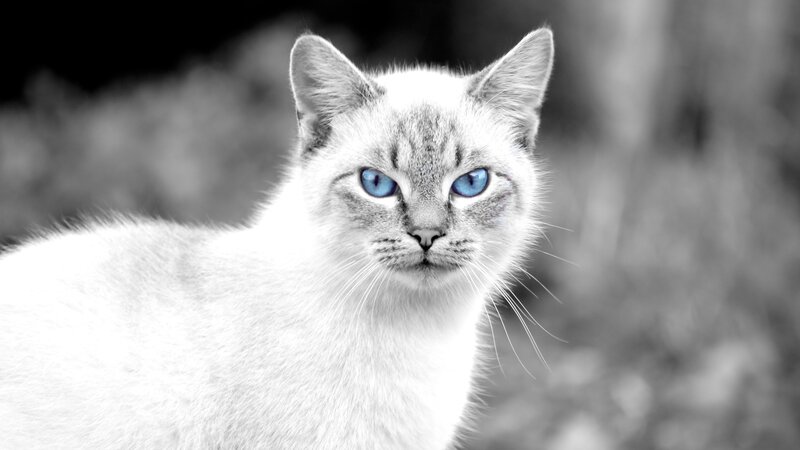 White Cat with Blue Eyes — Calm, Photograph, Whiskers, Fur