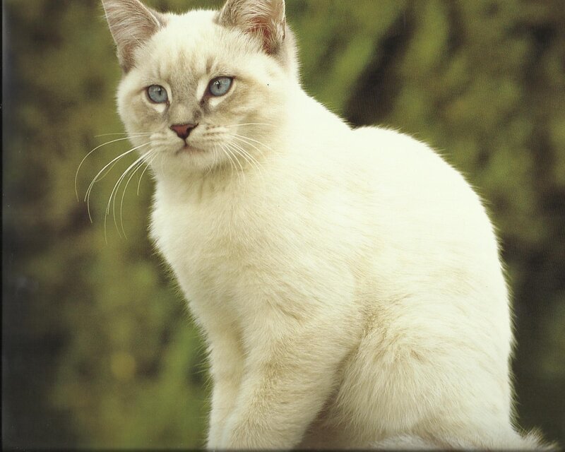 White Cat with Blue Eyes — Calm, Photograph, Whiskers, Green Background