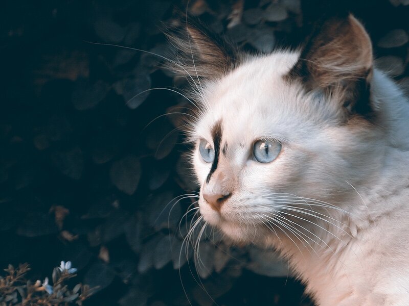 White Cat with Blue Eyes — Calm, Photograph, Whiskers, Leaves