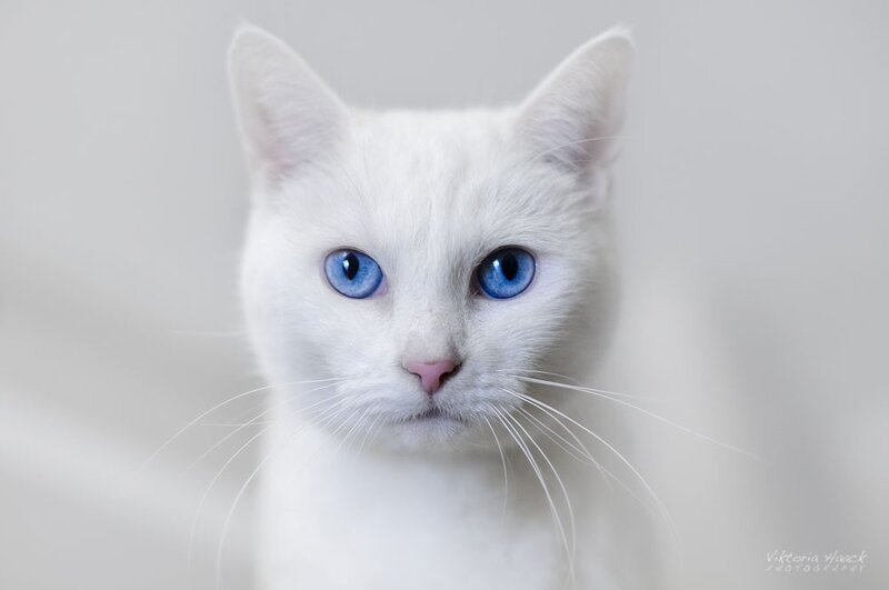 White Cat with Blue Eyes — Calm, Photograph, Whiskers, Nose