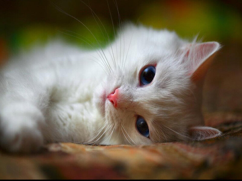 White Cat with Blue Eyes — Calm, Photograph, Whiskers, Paws