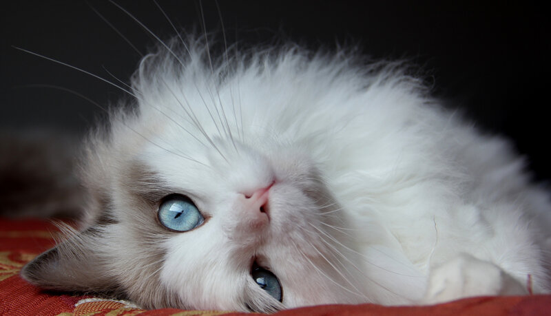 White Cat with Blue Eyes — Calm, Photograph, Whiskers, Pillow