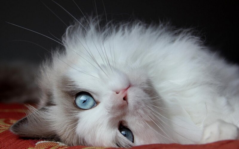 White Cat with Blue Eyes — Calm, Photograph, Whiskers, Red Fabric
