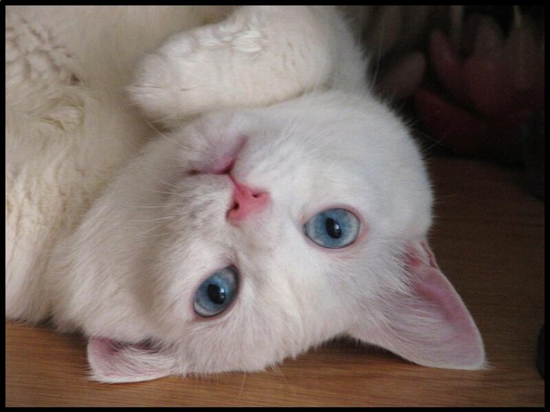 White Cat with Blue Eyes — Calm, Photograph, Wood Floor