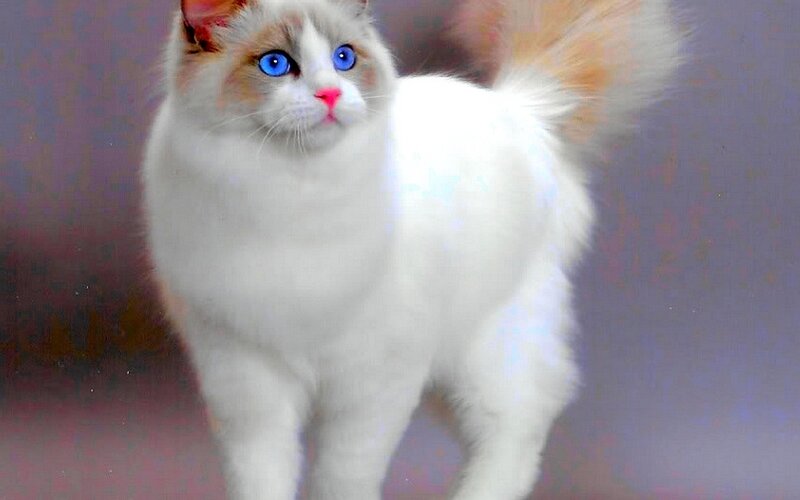 White Cat with Blue Eyes — Calm