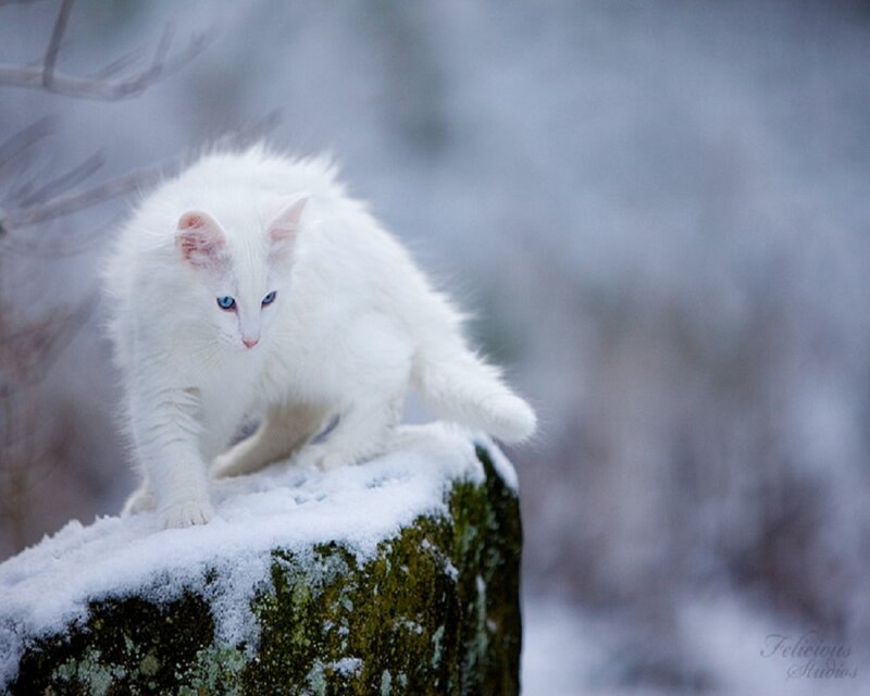 White Cat with Blue Eyes — Calm, Winter, Photograph, Snow, Rock
