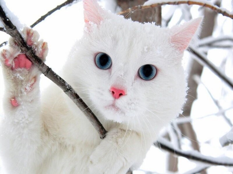 White Cat with Blue Eyes — Calm, Winter, Photograph, Snow, Tree Branch